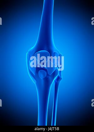 Illustration de la ligaments du genou. Banque D'Images