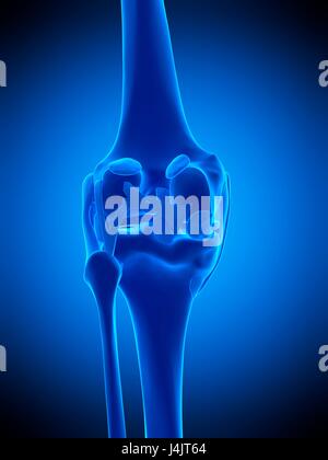 Illustration de la ligaments du genou. Banque D'Images