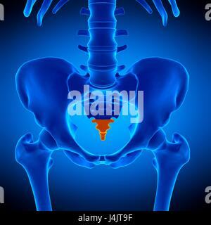 Illustration du coccyx os. Banque D'Images