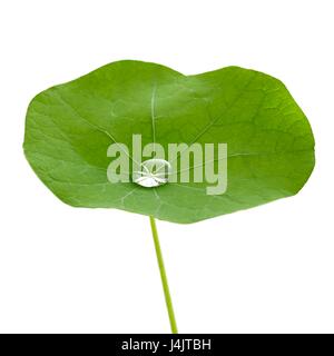 Feuilles de capucines avec goutte d'eau. Banque D'Images