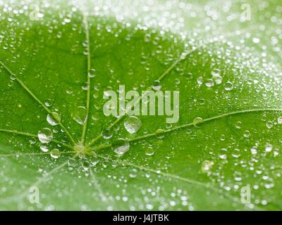 Les gouttelettes d'eau avec des feuilles de capucines, full frame. Banque D'Images