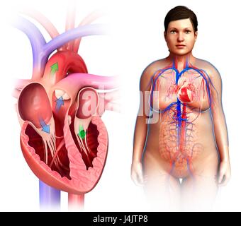 Illustration des valves cardiaques et l'anatomie féminine. Banque D'Images