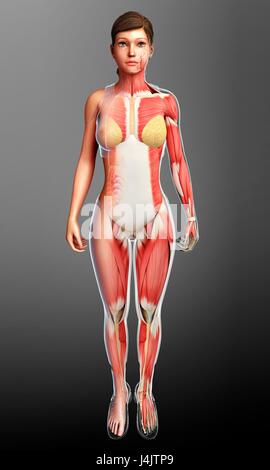 Illustration de la musculature. Banque D'Images