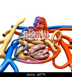 Illustration de la structure du néphron dans un rein. Banque D'Images