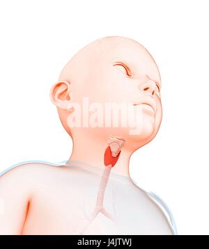 Illustration d'une glande thyroïde de l'enfant. Banque D'Images