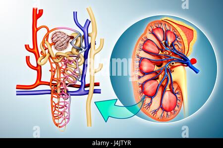 Illustration de la structure du néphron dans un rein. Banque D'Images