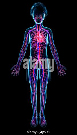 Illustration d'un système circulatoire de l'enfant. Banque D'Images