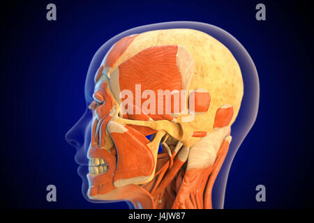 Les muscles du visage, de l'illustration. Banque D'Images