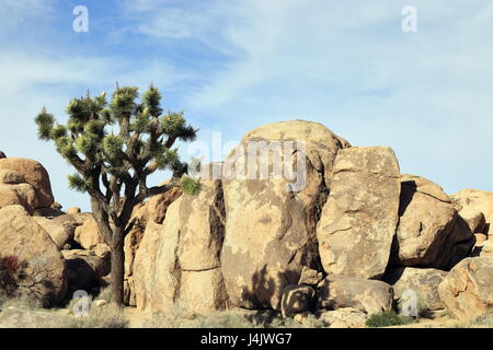 Formations rocheuses uniques à Joshua Tree National Park Banque D'Images