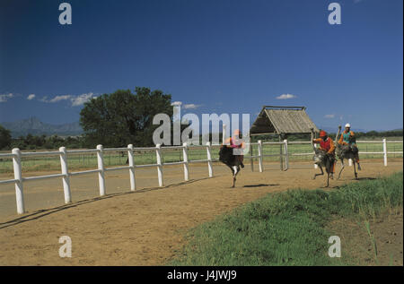 L'Afrique du Sud, Western Cape, petit Karoo, Oudtshoorn, portes haute Ostrich farm, Straußenrennen, aucun modèle de presse RSA, Afrique, Afrique du Sud, province du Cap Ouest, pays de West Cape, Karru, Straußenfarm, Struthio camelus, animaux, oiseaux, à Vogel's bunch, voler les oiseaux, oiseaux de steppe, les vols d'incapable, élevage, race, ferme, élevage de Vogel's, l'économie, les races, les races, les hommes, ride Banque D'Images