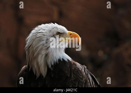 Pygargue à tête blanche (Haliaeetus leucocephalus) Amérique latine Banque D'Images