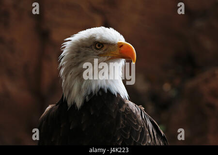 Pygargue à tête blanche (Haliaeetus leucocephalus) Amérique latine Banque D'Images