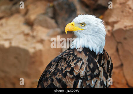 Pygargue à tête blanche (Haliaeetus leucocephalus) Amérique latine Banque D'Images