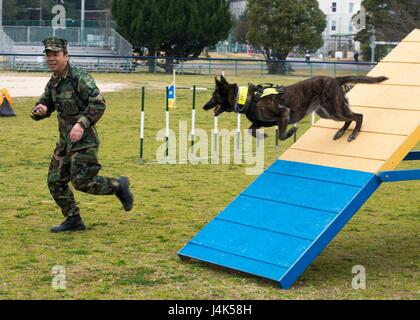 SASEBO, Japon (20 mars 2017) du travail de maître Yamada Akihiko entrepreneur exécute son chien Anka à travers les cours d'agilité lors d'un colloque de formation K-9 Commandant à bord de la flotte américaine du parc Activités Sasebo Nimitz Mars 20, 2017. Le symposium a eu lieu à l'échange de techniques de formation et d'idées entre le Japon d'autodéfense maritimes Garde côtière canadienne Région de Sasebo, groupe CFA, et le Japon Kennel Club. (U.S. Photo par marine Spécialiste de la communication de masse Seaman Geoffrey P. Barham/libérés) Banque D'Images