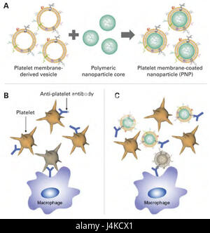 Schéma de la membrane des plaquettes, nanoparticules (PCP) pour le traitement de la thrombopénie immune purpura (ITP). (A) pour la fabrication de PCP, la membrane plasmique de plaquettes fraîches est dérivé puis recouvertes de poly-lactique (acide glycolique (co-polymère PLGA) cœurs de nanoparticules, le transfert de la surface du matériel antigénique de la cellules originales sur l'extérieur des nanoparticules. (B) sans traitement, ITP est caractérisée par la liaison de l'autoanticorps pathologique pour les plaquettes, entraînant leur élimination par le système réticulo-endothélial. (C) Lorsque PCP sont administrés, th Banque D'Images