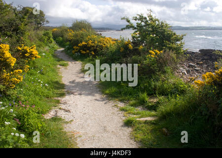 Sentier du littoral le long Mossyard Bay bordée de buissons d'ajoncs et de fleurs sauvages ; Dumfries et Galloway, Écosse Banque D'Images