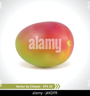 Mesh gradient vector Illustration d'une photo réaliste les mangues Illustration de Vecteur