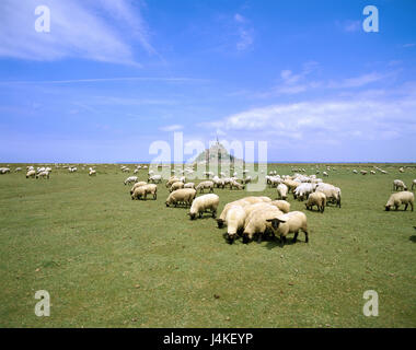 La France, la Normandie, le Mont Saint Michel, meadow, moutons, ministère certains, le Mont Saint-Michel, cloître, l'abbaye bénédictine de montagne, monument architectural historique, point d'intérêt, l'héritage culturel mondial de l'UNESCO, culture, destination, pâturages, troupeau de moutons, de mammifères, de bénéficier d'animaux, l'agriculture, de l'extérieur Banque D'Images