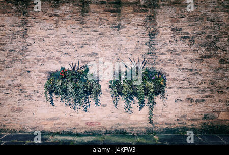 Pots de fleurs accroché sur mur en pierre patiné Banque D'Images