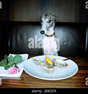 Restaurant, chien, whippet, tableau, tableau, plaque, Huîtres Moules, spécialité, finesse, luxe, luxe, luxe, exclusivement vit, cher, de richesse, d'un mammifère, Greyhound, animal de compagnie, chien de compagnie, chien d'accompagnement, de cou, Tour de cou bijoux, bijoux, exceptionnellement, Exaltiertheit, décadence, lounge, humanisation, serviette, rose, fleur, symbole de statut, chien de course, Ti6 Banque D'Images