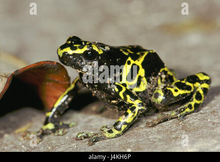 Gelbgebänderter poison arrow frog, Dendrobates leucomelas, toxiques, des animaux Les animaux, monde animal, les animaux sauvages, grenouille, grenouilles, un poison de flèche, les grenouilles dendrobates, des Dendrobatidae, poison, poison frog grenouilles, taille 3,0 - 3,75 cm, jaune-noir, l'Amérique du Sud, Venezuela, Kavac Banque D'Images