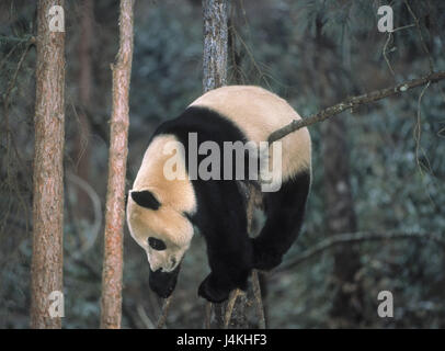 Le bois, grand panda, Ailuropoda melanoleuca, grimper, s'accrocher arbre monde animal et sauvage, la faune, les animaux, les animaux, les mammifères, les mammifères, les prédateurs, predator, cat's bear, panda, panda, panda, panda, l'ours, le panda géant, de la direction générale Banque D'Images