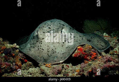 Plaque noire les raies pastenagues, Taeniura meyeni, coral reef Banque D'Images