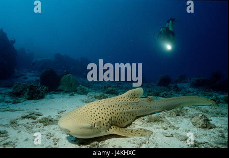 Leopard, le requin, l'Stegostaoma varium, diver Banque D'Images