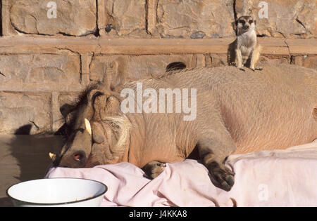 La Namibie, près Keetmanshoop, ferme, mur d'une maison, matelas, cochon, le sommeil, la papille s'asseoir peu la terre des hommes, l'Afrique, l'Afrique du Sud-Ouest, monde animal, la faune, les animaux, les animaux sauvages, mammifères, d'une manière différente, Lynx lynx, Phacochoerus aethiopicus, avec esprit, drôlement Banque D'Images