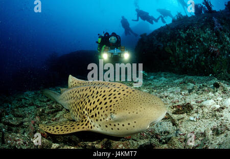 Leopard, le requin, l'Stegostaoma varium, diver Banque D'Images