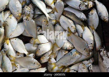 Beaucoup de poissons de couleur argent fraîchement pêchés avec conte jaune placé et recueillis en bateau de pêche. Banque D'Images