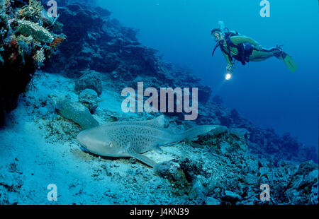 Leopard, le requin, l'Stegostaoma varium, diver Banque D'Images