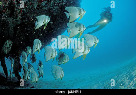 Poissons Platax pinnatus, chauve-souris, les plongeurs Banque D'Images