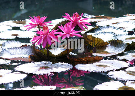 Groupe de quatre fleurs de lotus avec des feuilles rose qui fleurit et de plus en plus hors de l'eau dans un étang. Banque D'Images