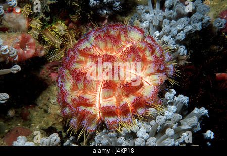 Fire sea urchin, Asthenosoma varium Banque D'Images