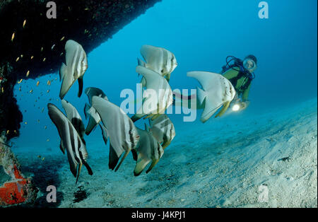 Poissons Platax pinnatus, chauve-souris, les plongeurs Banque D'Images