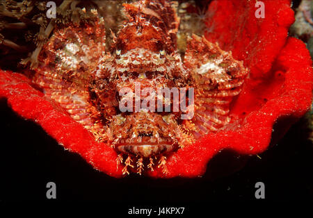 Poisson scorpion barbu, Scorpaenopsis oxycephalus, champignon, rouge Banque D'Images