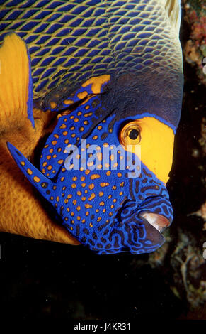 Tête de poisson bleu l'empereur Pomacanthus xanthometopon, Banque D'Images