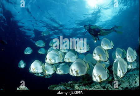 Poissons Platax pinnatus, chauve-souris, les plongeurs Banque D'Images