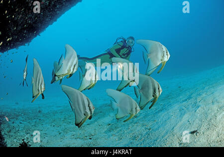 Poissons Platax pinnatus, chauve-souris, les plongeurs Banque D'Images