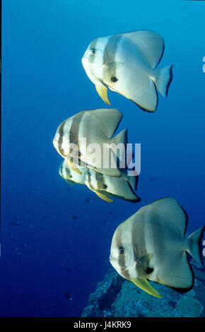 Fin longue de poissons, platax teira bat Banque D'Images