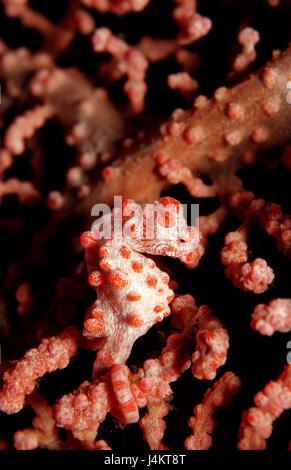 Les nains, les hippocampes Hippocampus bargibanti, corail, camouflage Banque D'Images