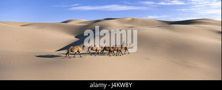 La Mongolie, province d'Ömnögovi, désert Gobi, Khongryn dunes, saignements, chameaux chameau modèle ne libération de l'Asie centrale, paysages sauvages, dunes de sable, le sable, l'homme, camel, ride, chamelier, conception, la solitude, l'isolement, la sécheresse, la vie-hostilely, sécheresse, chaleur, du chameau, de l'aventure, caravane Banque D'Images