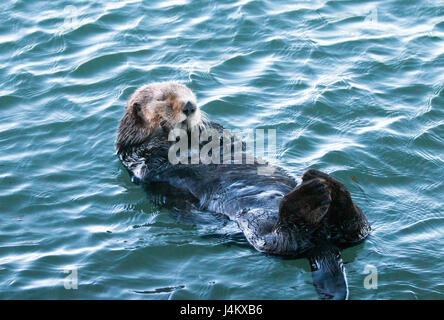 La loutre de mer de Californie à Morro Bay sur la côte centrale de Californie USA Banque D'Images