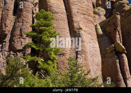 Pine le long sentier en boucle Echo Canyon, Monument National Chiricahua, Arizona Banque D'Images