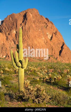 Montagnes Kofa au Palm Canyon, Kofa National Wildlife Refuge, en Arizona Banque D'Images