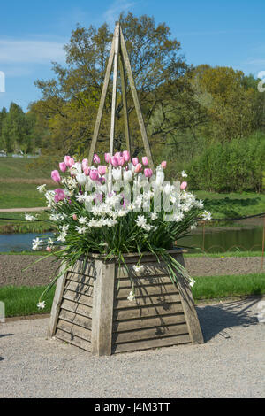 Cependant 'tulipes' (blanc), Passionale' (violet), 'Rosalie' (rose) et de narcisse 'Thalia' dans un semoir Banque D'Images