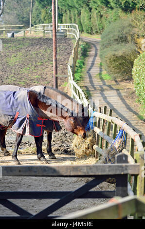 L'alimentation des chevaux dans un enclos. Kent, Angleterre. Banque D'Images