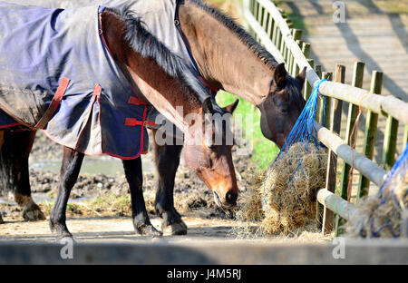 L'alimentation des chevaux dans un enclos. Kent, Angleterre. Banque D'Images