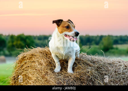Scène pastorale pays avec chien assis sur la botte au coucher du soleil Banque D'Images